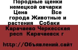 Породные щенки немецкой овчарки › Цена ­ 24 000 - Все города Животные и растения » Собаки   . Карачаево-Черкесская респ.,Карачаевск г.